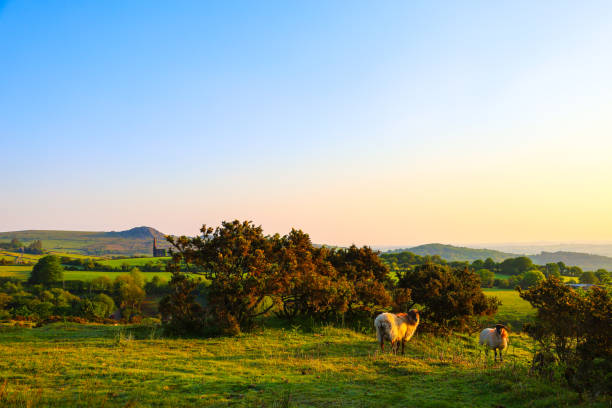 istock Bodmin Moor landscape and sheep 2155203304