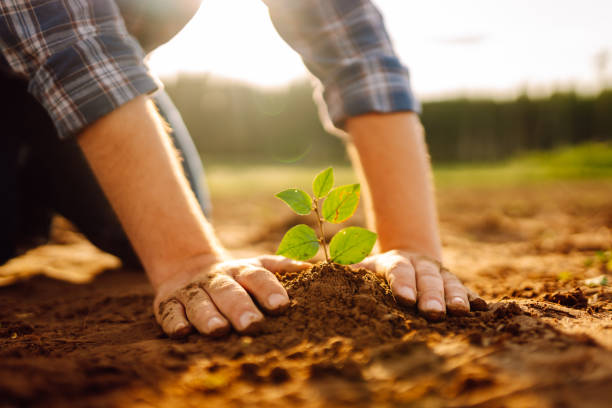 istock Human hands taking care of a seedling in the soil. 2155203652