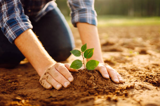 istock Human hands taking care of a seedling in the soil. 2155203654