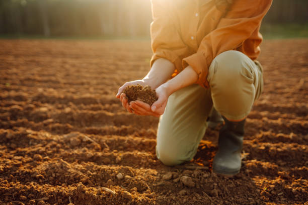 istock Farmer- woman is checking soil quality before sowing. 2155203981