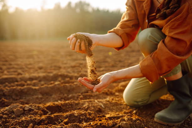 istock Farmer- woman is checking soil quality before sowing. 2155203987