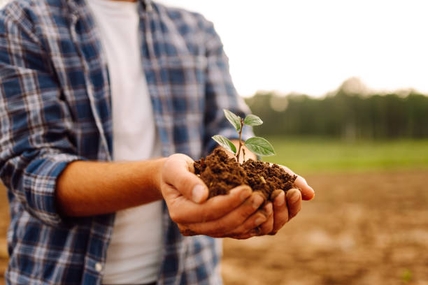 istock Young green seedlings in the hands of a farmer. 2155204119