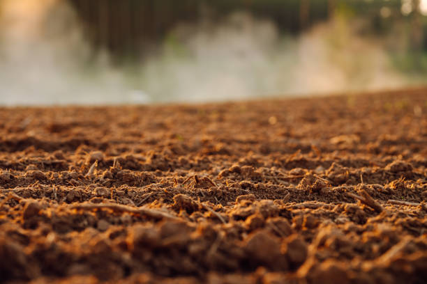 Close-up of black soil. Agriculture, soil before sowing. Fertile land texture, rural field landscape.
