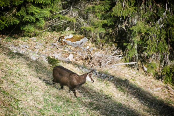 Tatra chamois (Rupicapra rupicapra tatrica) in Low Tatras mountains, Slovak republic. Animal theme.