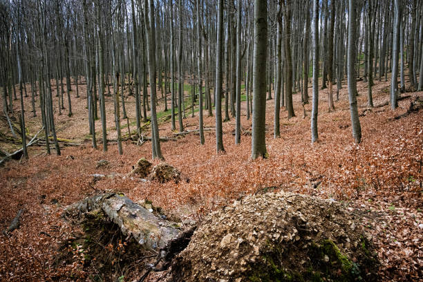Little Carpathians scenery, Slovak republic. Seasonal natural scene. Travel destination.