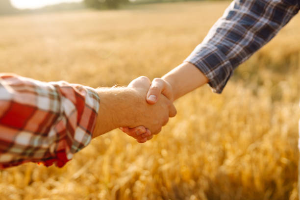 istock Handshake two farmer on the background of a wheat field at sunset. 2155207328