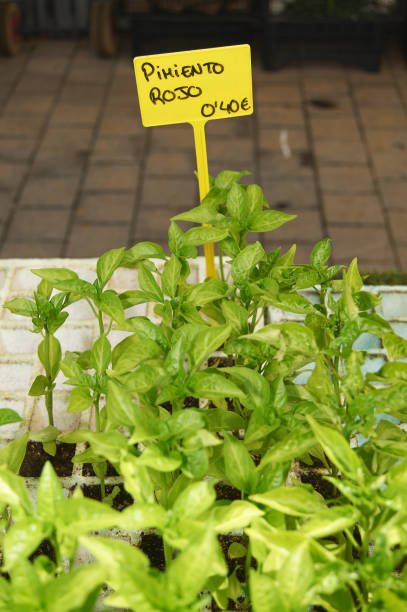istock Red pepper plants for sale 2155207764