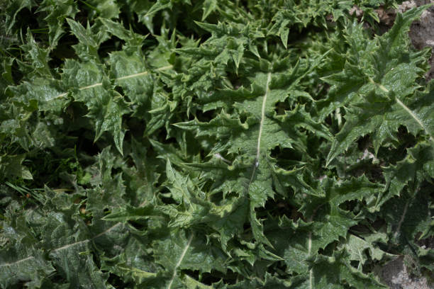 Close-up of a Spear Thistle Leaves in Spring