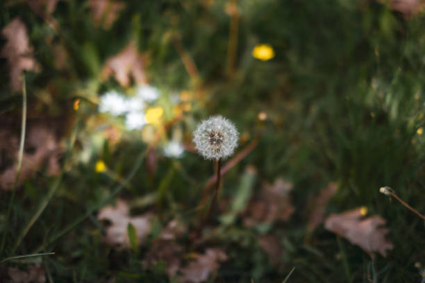 Dandelion flowers in the forest