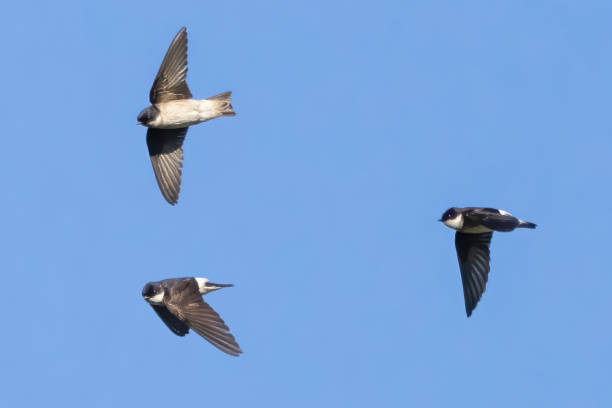 istock House martin in flight against a blue sky. 2155210246