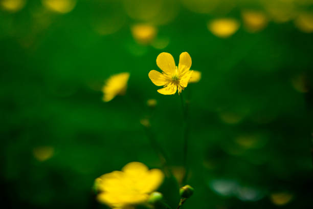 Yellow buttercup flowers in the field in spring