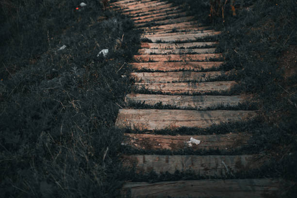 Wood Stairs on a Trail in the Forest