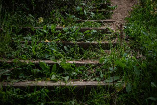 Wood Stairs on a Trail in the Forest