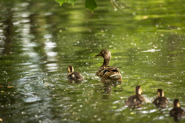 Mama duck swimming around with her ducklings