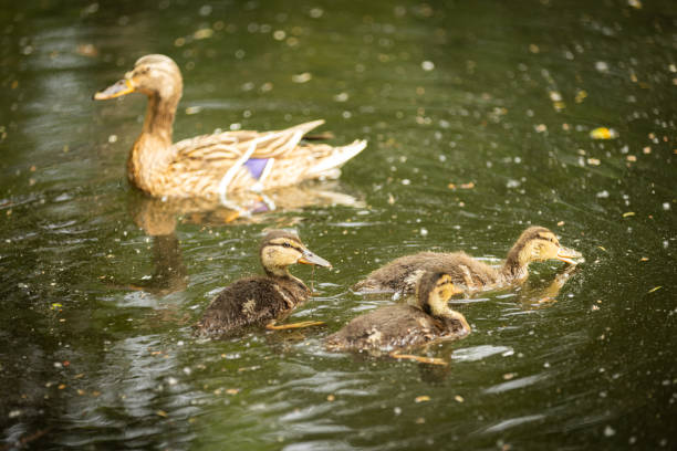 A group of duck swimming on lake in forest.