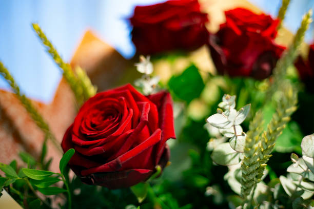 Red roses flower bouquet with smooth red petals close up still