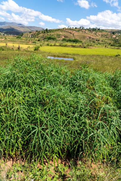 istock Cassava growing on the field, Madagascar 2155212738