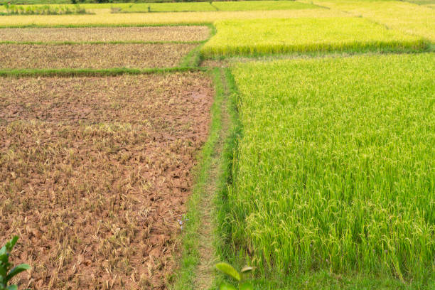 In front view rice fields, part is already harvested, other part still growing. Madagascar.