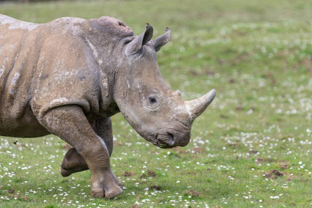 istock Southern white rhinoceros (ceratotherium simum simum) 2155213598