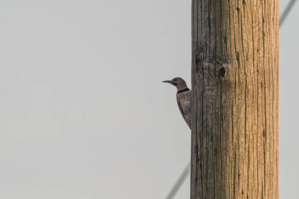 A Northern Flicker in a powerline field in Centereach, Suffolk County, Long Island , NY.