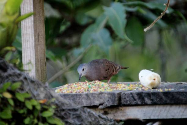 istock bird - purple dove - Columbina talpacoti 2155214622