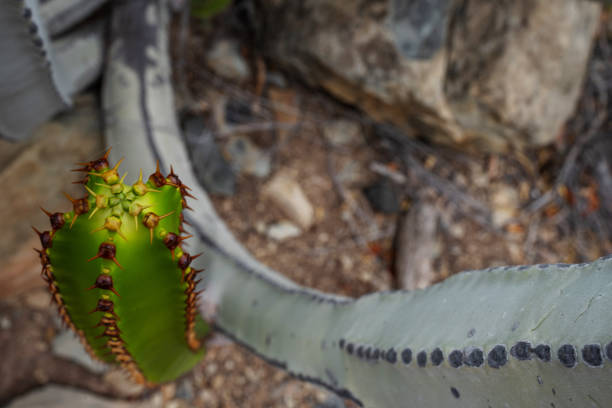 Remains of dead Saguaro cactus skeleton lying on the ground in Echo Canyon state park Phoenix
