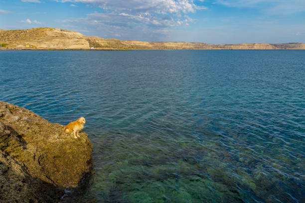 Dog sits on the cliffs of Puerto Piramides beach, highlight of the protected natural area of the Valdés Peninsula, in the Patagonia region, Argentina