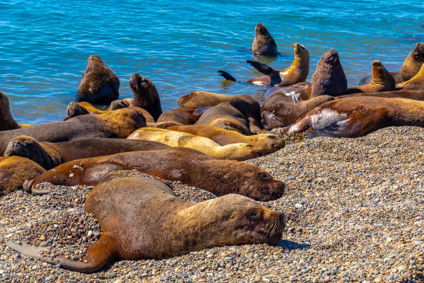 istock Tourism in Patagonia (Argentina) 2155216861