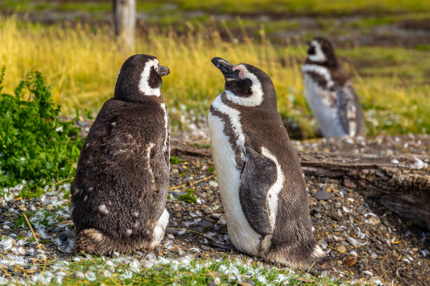 istock Tourism in Patagonia (Argentina) 2155217047