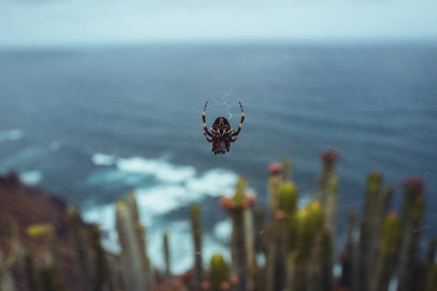 Spider in the net between cactus in Tenerife Canary Islands