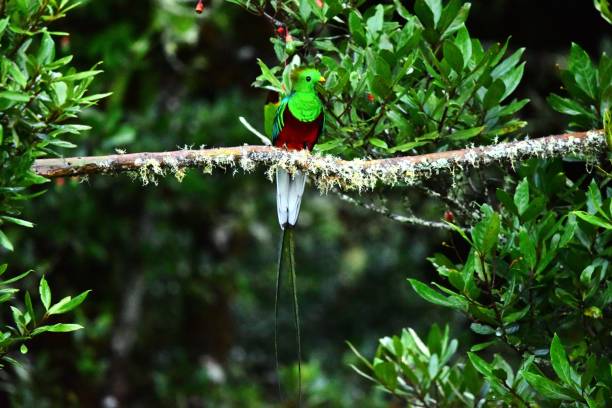 istock Male Resplendent Quetzal 2155218616