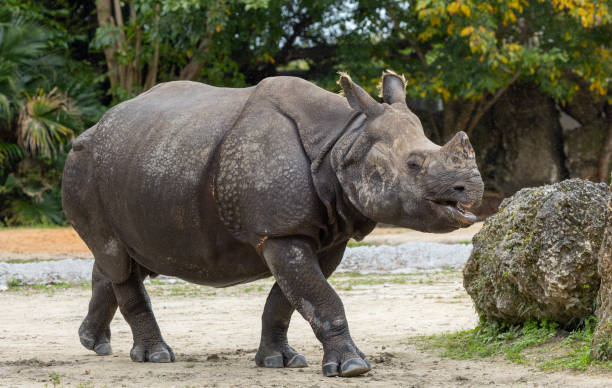 istock Greater One-Horned or Indian Rhinoceros 2155218796