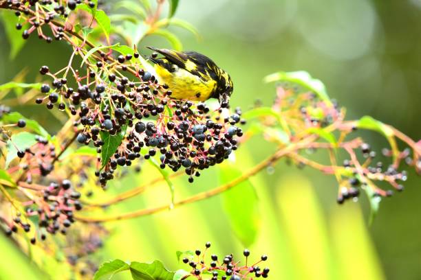 A wet male yellow-bellied siskin perches in a shrub while eating berries  in southern Costa Rica.