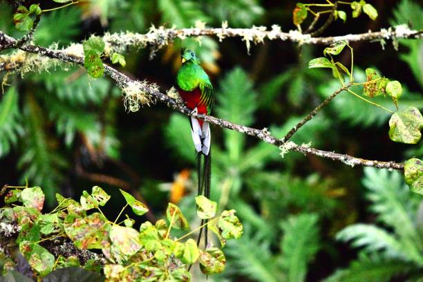 istock Male Resplendent Quetzal 2155219146