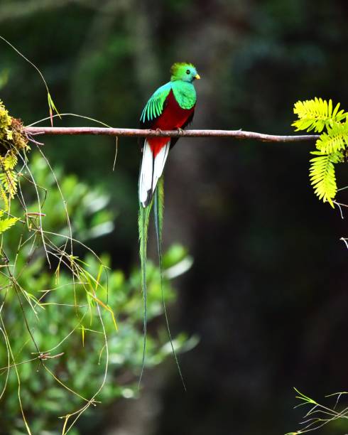 istock Male Resplendent Quetzal 2155219311