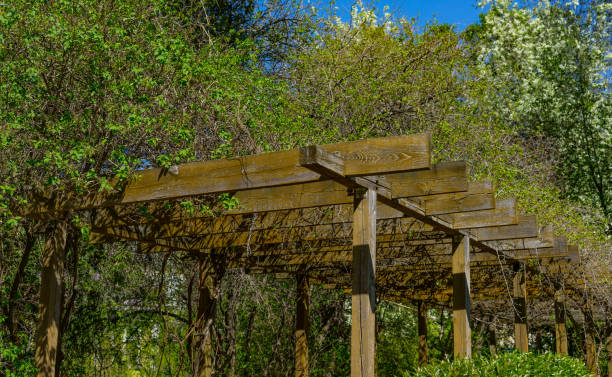 istock Pergola in the park 2155220429