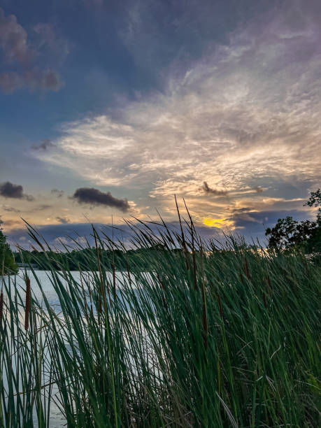 Discover the beauty of cattails along a serene pond at sunset in this stunning photo. Immerse yourself in the peaceful and picturesque scenery of nature's wonders.