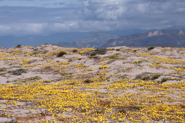 Springtime seashore and mountains view.