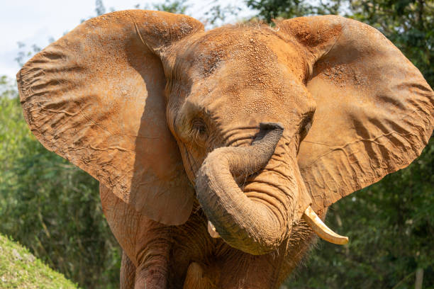 istock African Bush or Savannah Elephant 2155223173