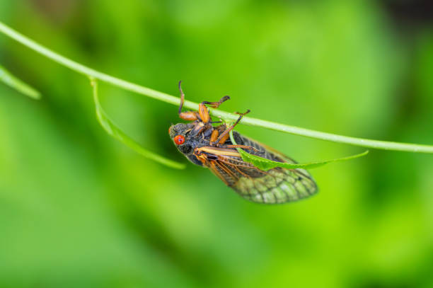 istock Periodical Cicada Clings to a Plant Branch 2155224883