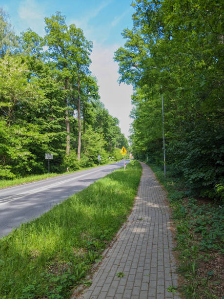 istock paved sidewalk for biking and walking along a street with green trees on both sides 2155225601