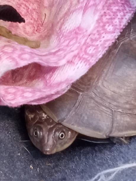 istock Bubbles and the pink tortois. 2155226459