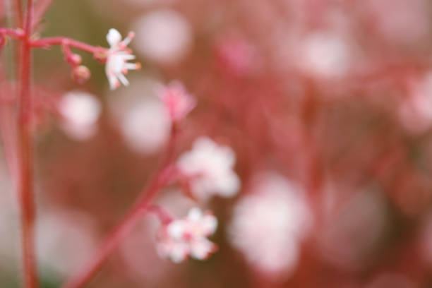 istock Blurred delicate blossoms in pink and rose 2155227275