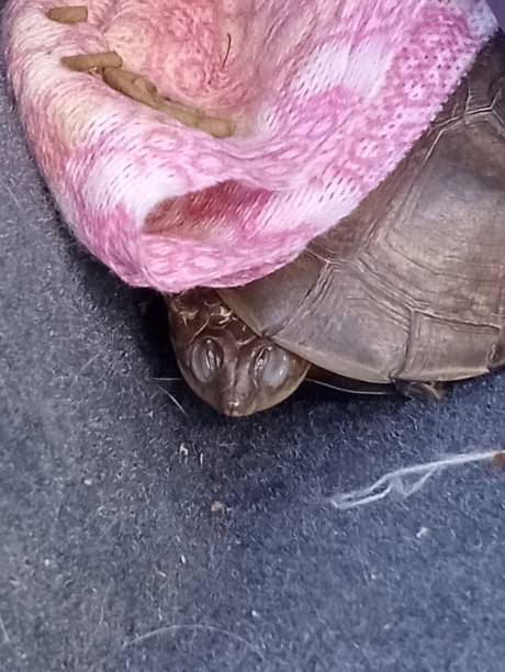 Good morning, turtle Agawhaila Archie!