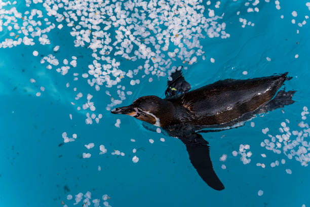 Penguin on a sunny day
