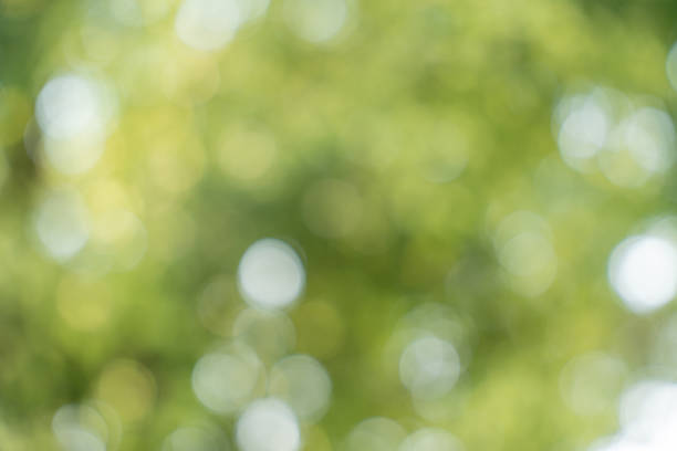 istock Green bokeh nature background, green blurred leaves of tree forest 2155231055