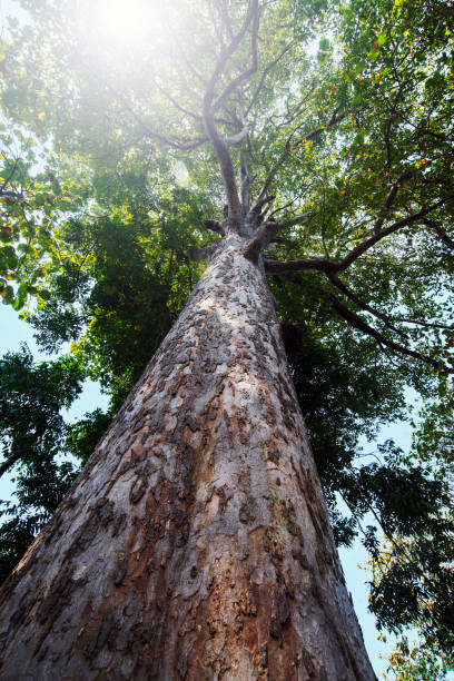 istock View from bottom of a large tree with sunlight shining through the leaves. 2155231686