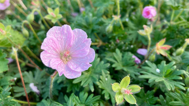 hellrosa geranie sanguineum am morgen - geranium sanguineum stock-fotos und bilder