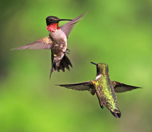 Ruby throated Hummingbird couple flying on a green background