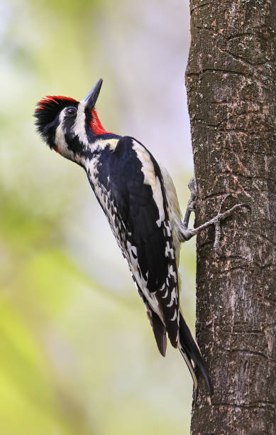istock Yellow-bellied Sapsucker perched on a tree trunk in the forest with green background 2155234228